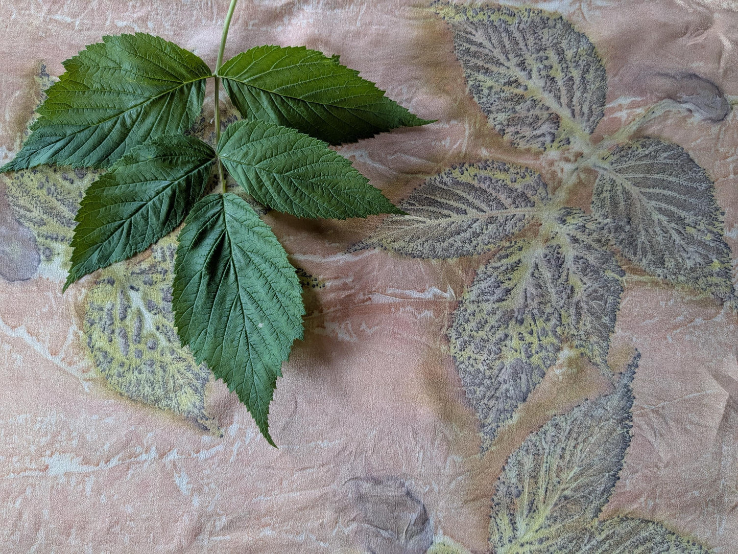Organic Silk Eco Print Scarf: Madder Root Dyed, Raspberry Leaf